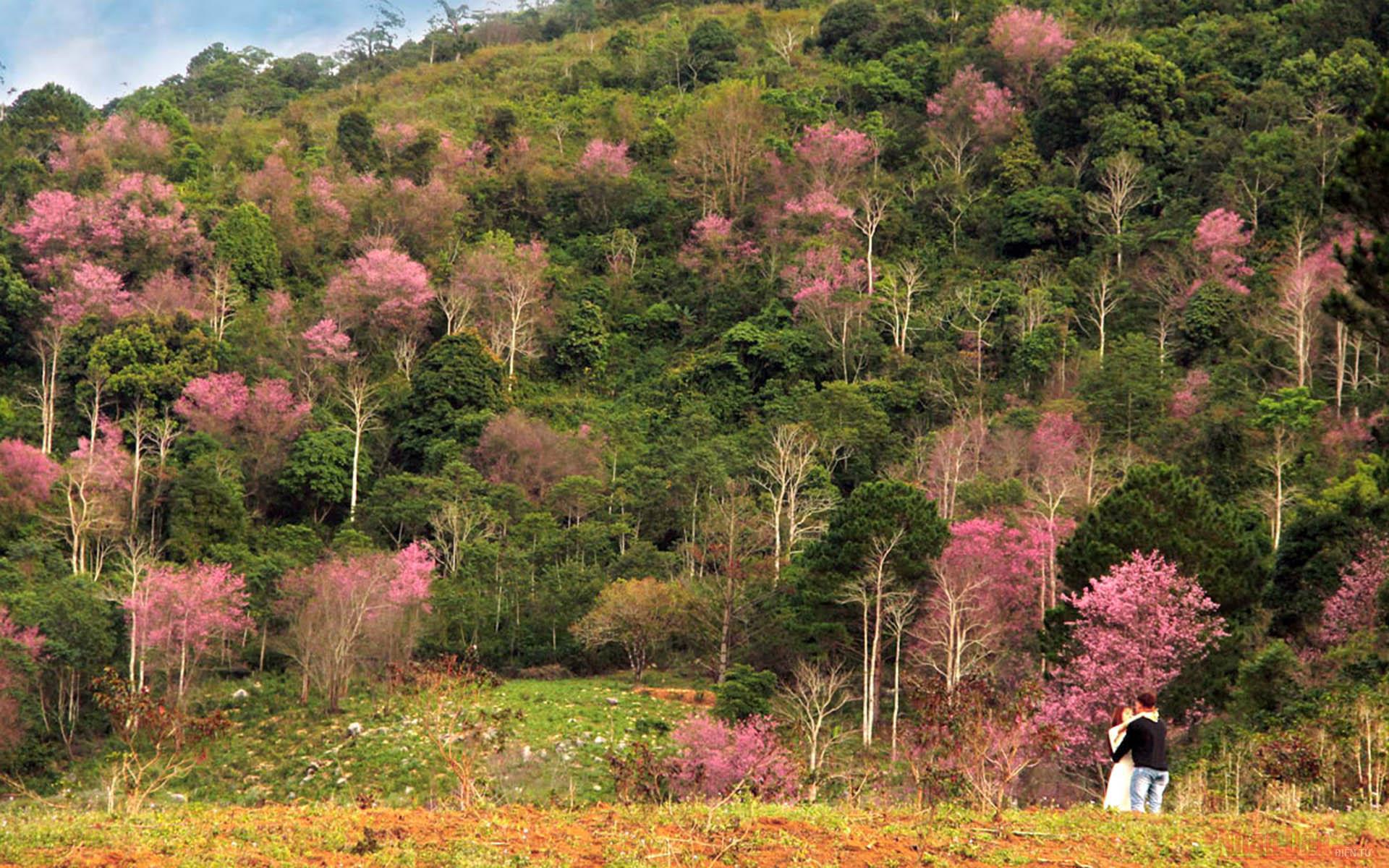 Pinky cherry-like apricot trees in Lang Biang plateau