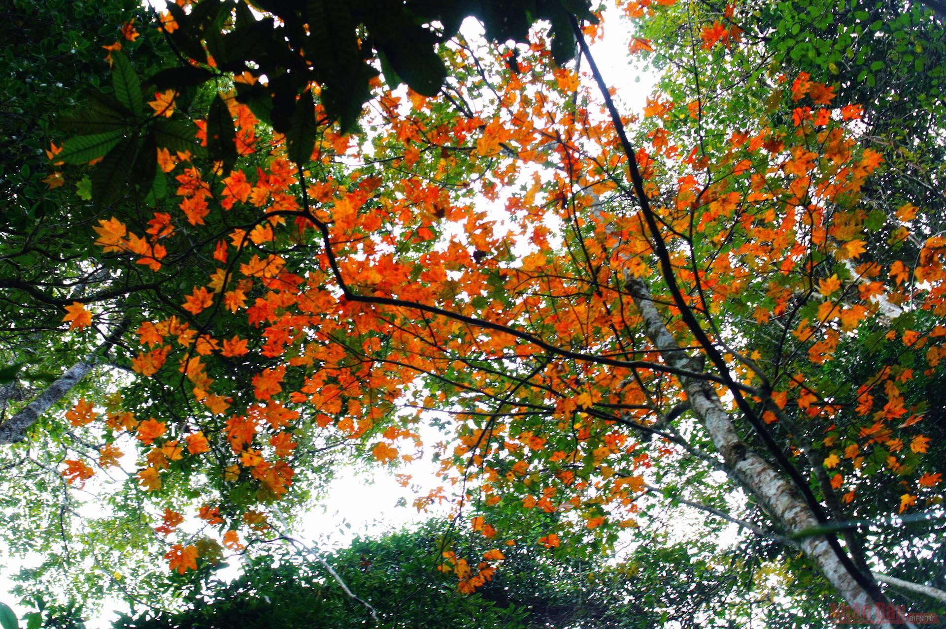 Conquering Mount Pha Luong in season of golden maple leaves