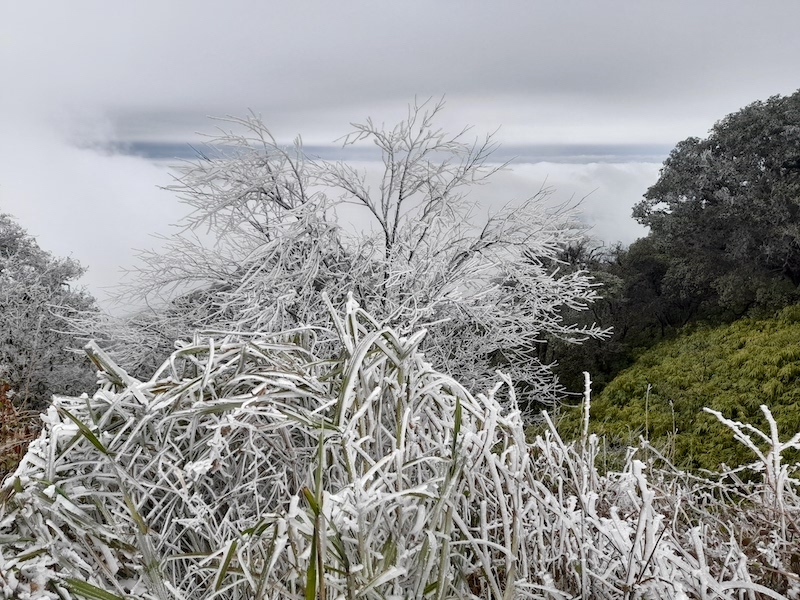 Frost appears as northern region gripped in biting cold