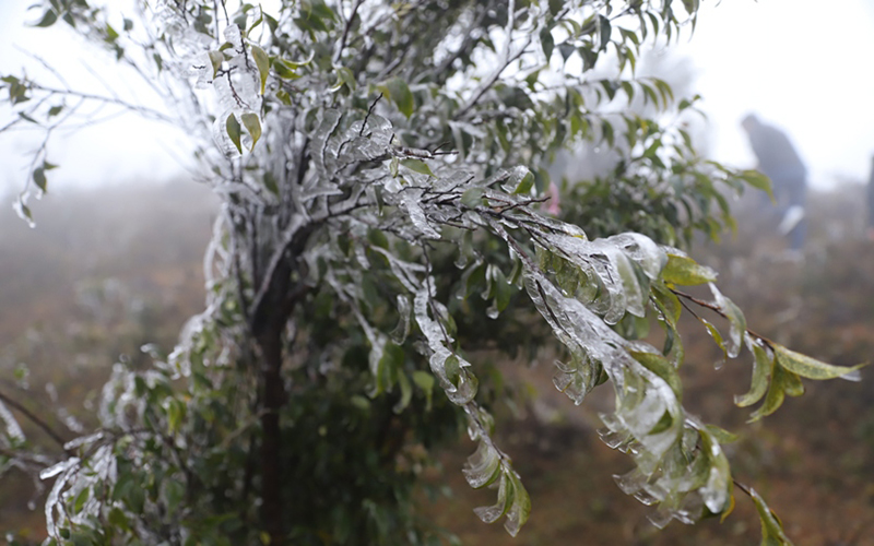 Frost appears as northern region gripped in biting cold