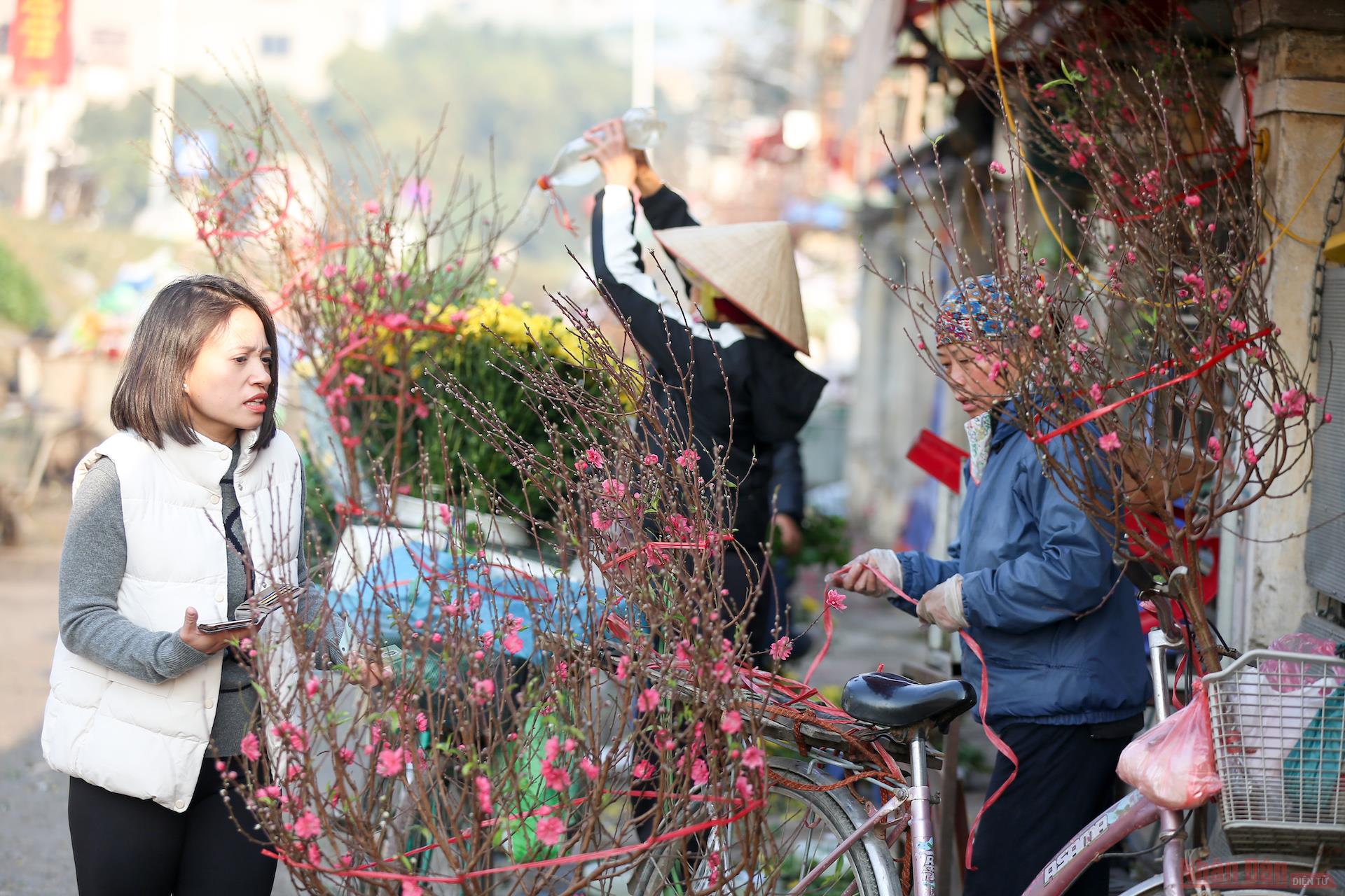 Peach blossoms signal early Tet in Hanoi streets