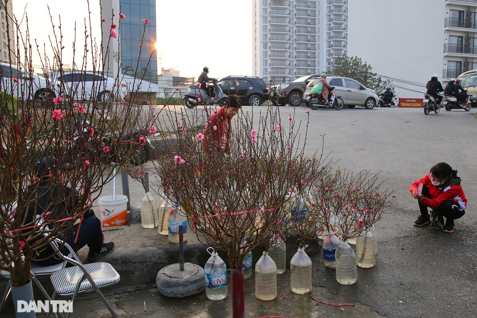 Early peach blossoms on Hanoi streets