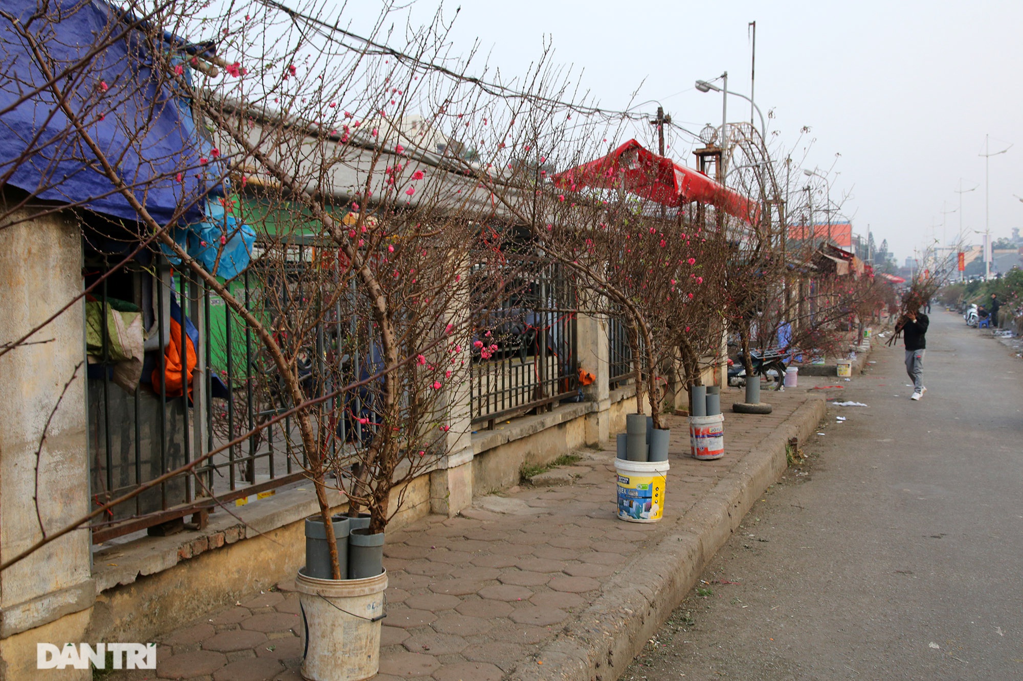 Early peach blossoms on Hanoi streets
