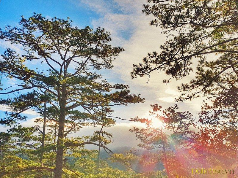 Review đánh giá vườn quốc gia Bidoup Núi Bà tháng 1/2021