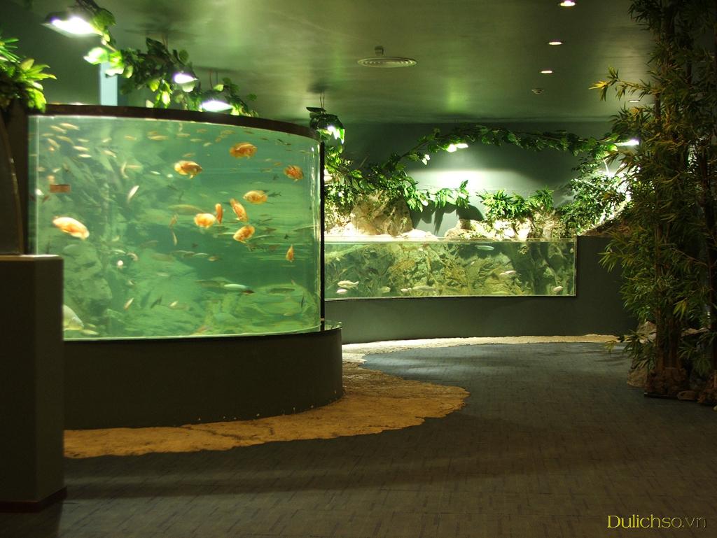 Review Vinpearl Aquarium: Thủy cung lớn nhất Việt Nam!