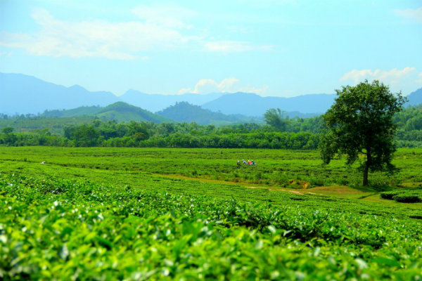                           Lên Đông Giang, ngắm đồi chè xanh ngắt tuyệt đẹp                      