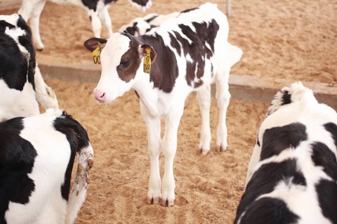                           Gõ cửa Đà Lạt, mở ra một trang trại bò sữa đẹp tựa trời Âu                      