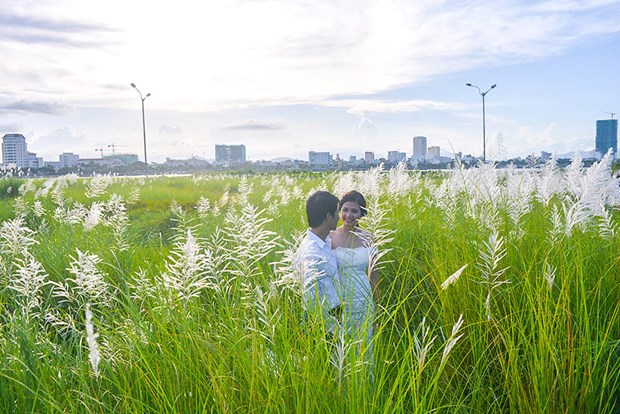                           Check in ngay cánh đồng hoa cỏ lau tuyệt đẹp tại Đà Nẵng                      