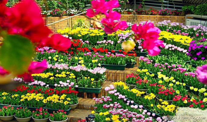 International flower festival scheduled to take place in central Vietnam