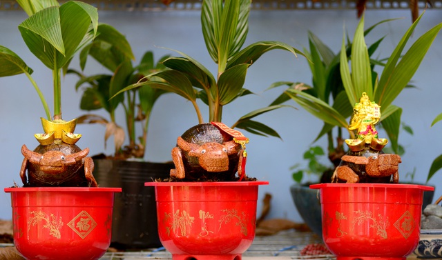 Buffalo-shaped bonsai trees bring good money on Tet