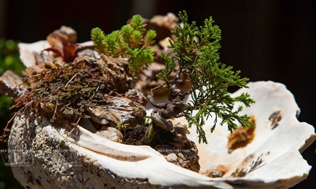 Less is more for lovers of bonsai