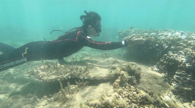 Coral saviours battle to turn the tide