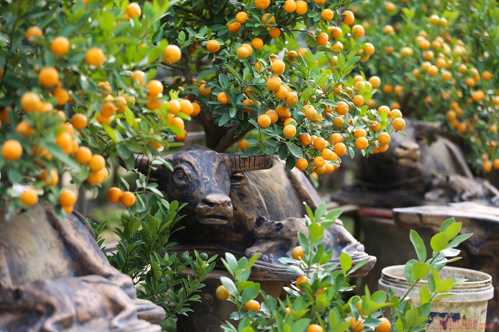 Gardens in Tu Lien Ward bustle with shoppers for kumquat bonsai trees ahead of Tet