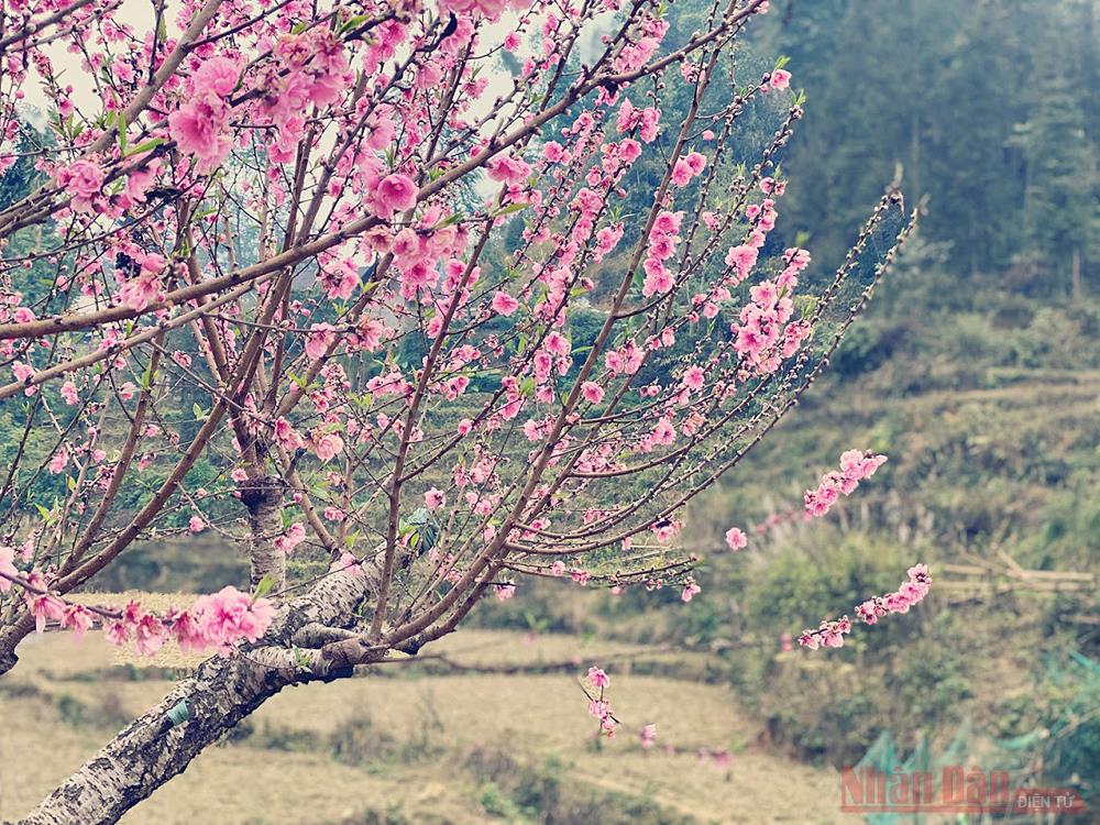 Bac Ha white plateau brilliant with spring flowers