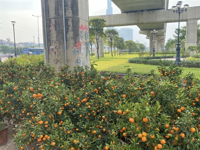 HCM City kicks off Tết ornamental plant market