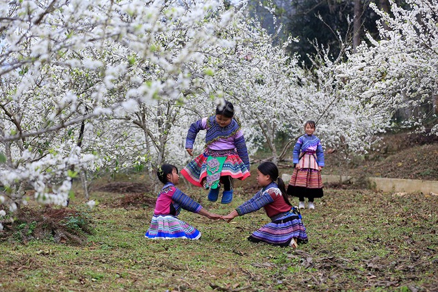 Bac Ha blossoms with flowering plum trees