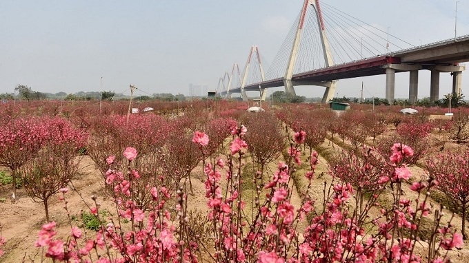 Nhat Tan peach blossoms bloom brilliantly