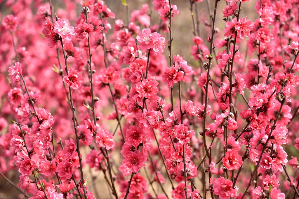 Nhat Tan peach blossoms bloom brilliantly