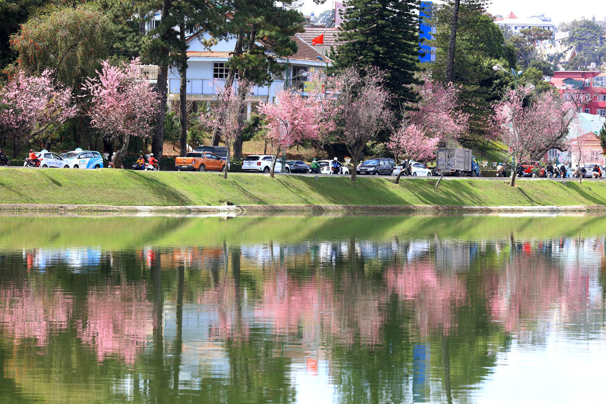 Charming spring atmosphere abounds in Da Lat