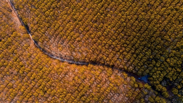 Stunning beauty of rubber forest in leaf changing season