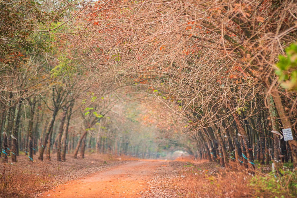 Stunning beauty of rubber forest in leaf changing season