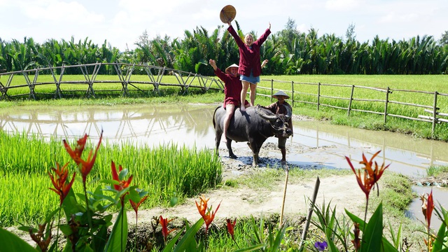 Buffalo rides become popular in Hoi An