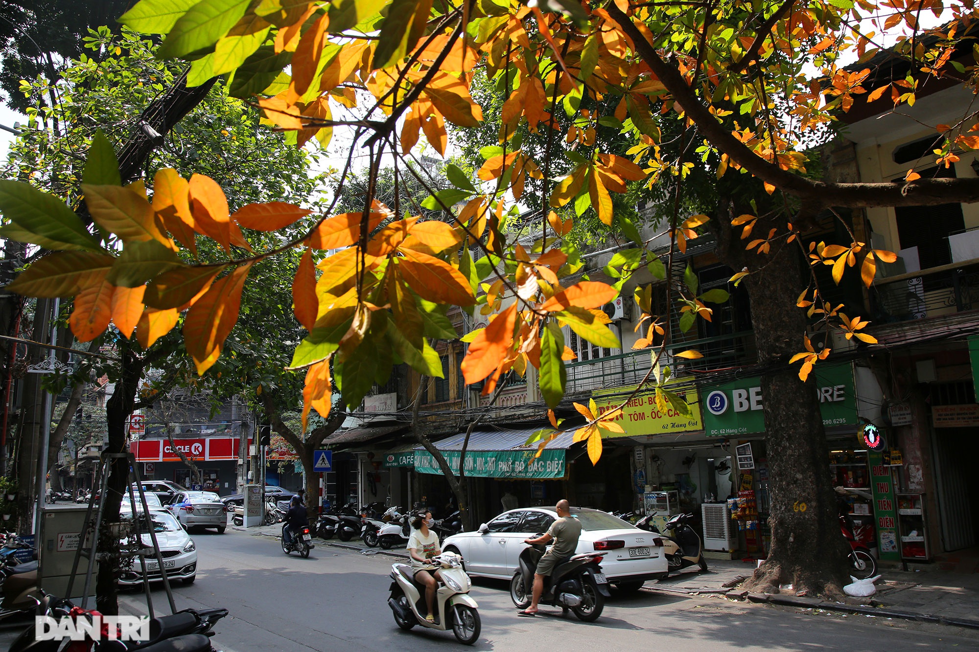 Hanoi trees mark return of spring