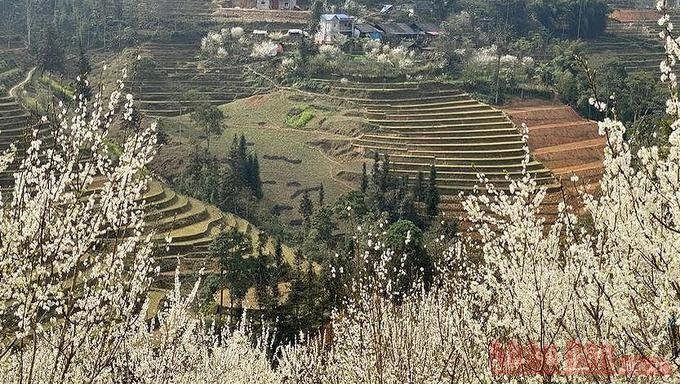 Plum blossoms in Bac Ha: spring remains