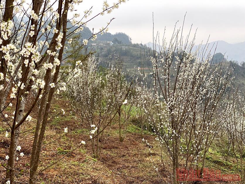 Plum blossoms in Bac Ha: spring remains