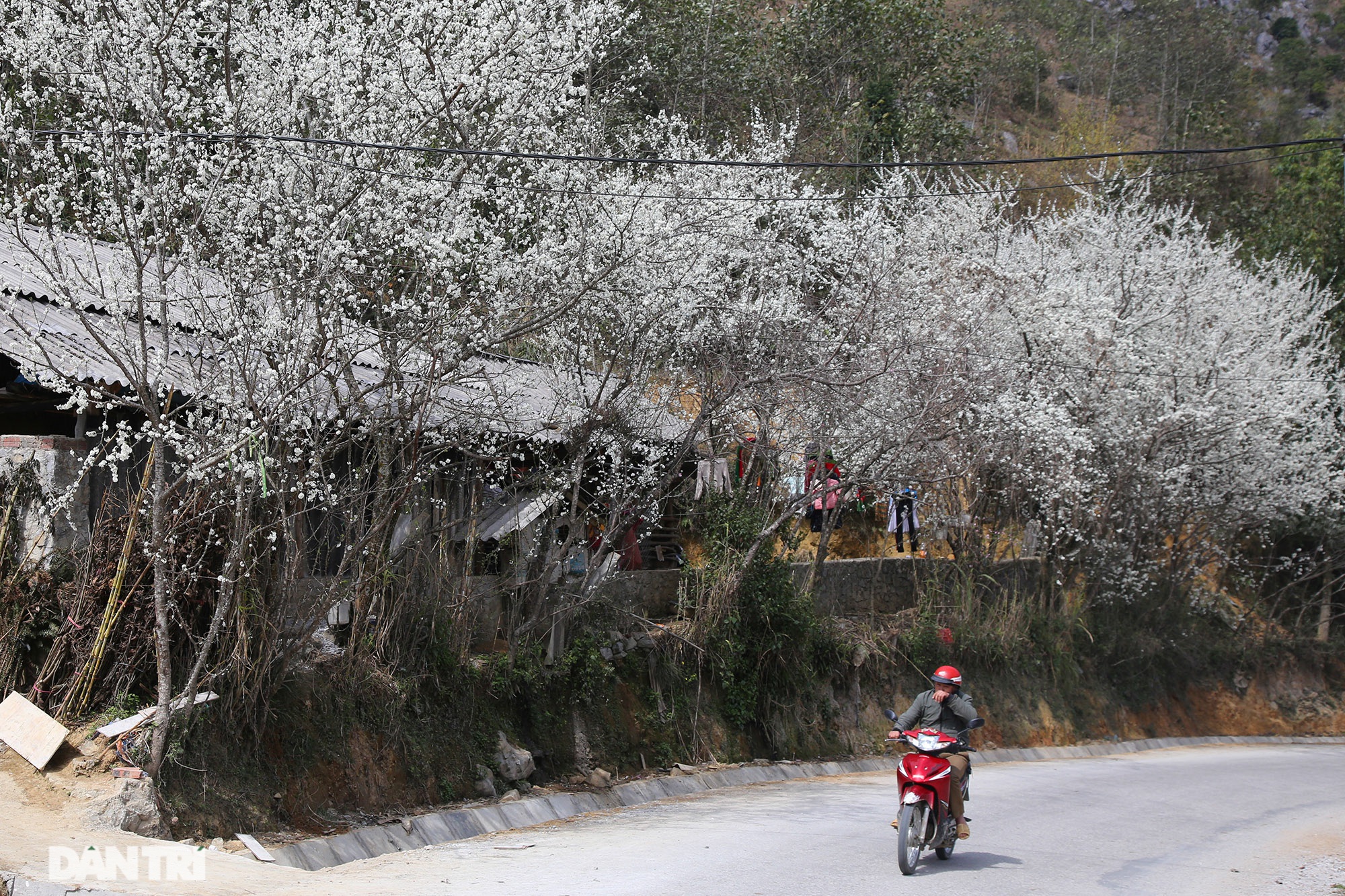 Ha Giang highlighted by spring flowers