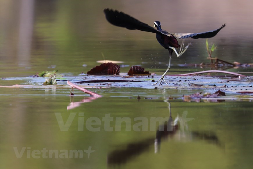 National park, Vietnam, Vietnamplus, Vietnam News Agency, bird