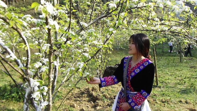 Visitors flock to Bac Ha to admire blooming pear flowers
