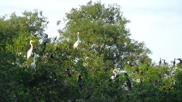 Ecotourism a means to sustain Ca Mau’s bird parks