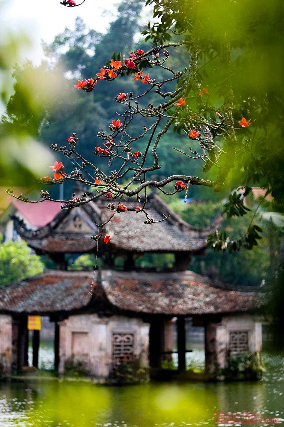 Buddhist temple brightened up with red cotton tree flowers