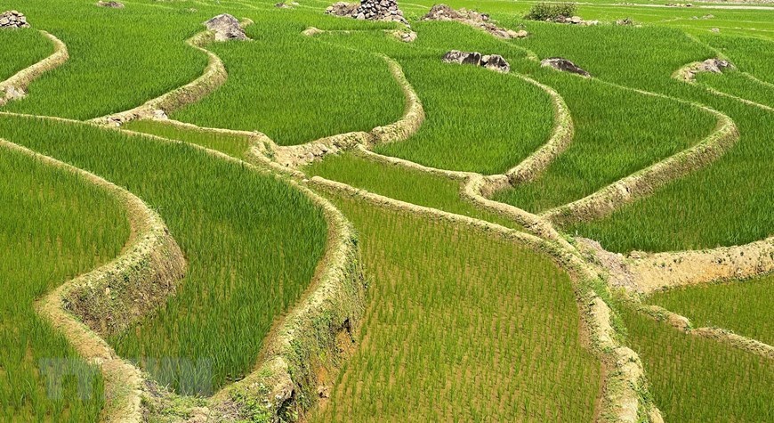 Lai Chau, rice terraces, terraced fields, Vietnam, Vietnamplus, Vietnam News Agency
