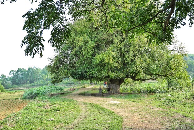 Unique ancient trees in Duong Lam ancient village