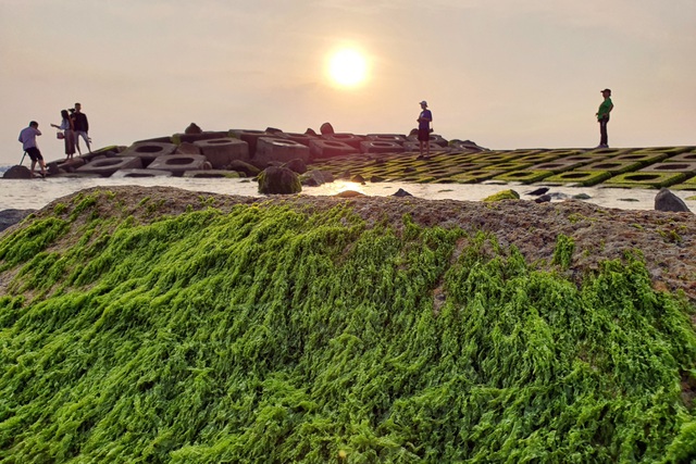 Visitors flock to green moss sea dyke in Phu Yen