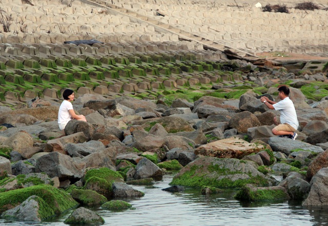 Visitors flock to green moss sea dyke in Phu Yen