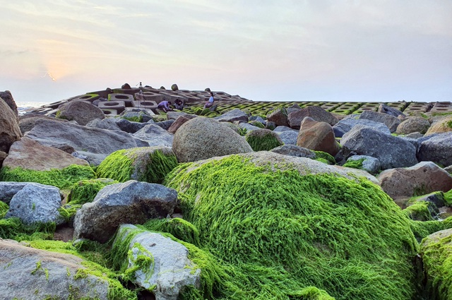 Visitors flock to green moss sea dyke in Phu Yen