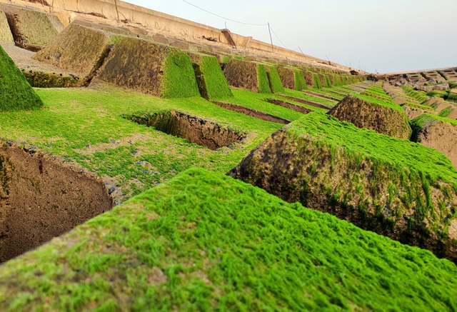 Visitors flock to green moss sea dyke in Phu Yen