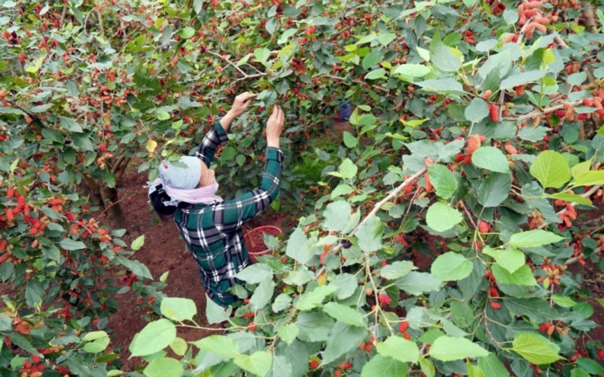 Mulberry fields in Hanoi turn red when April comes