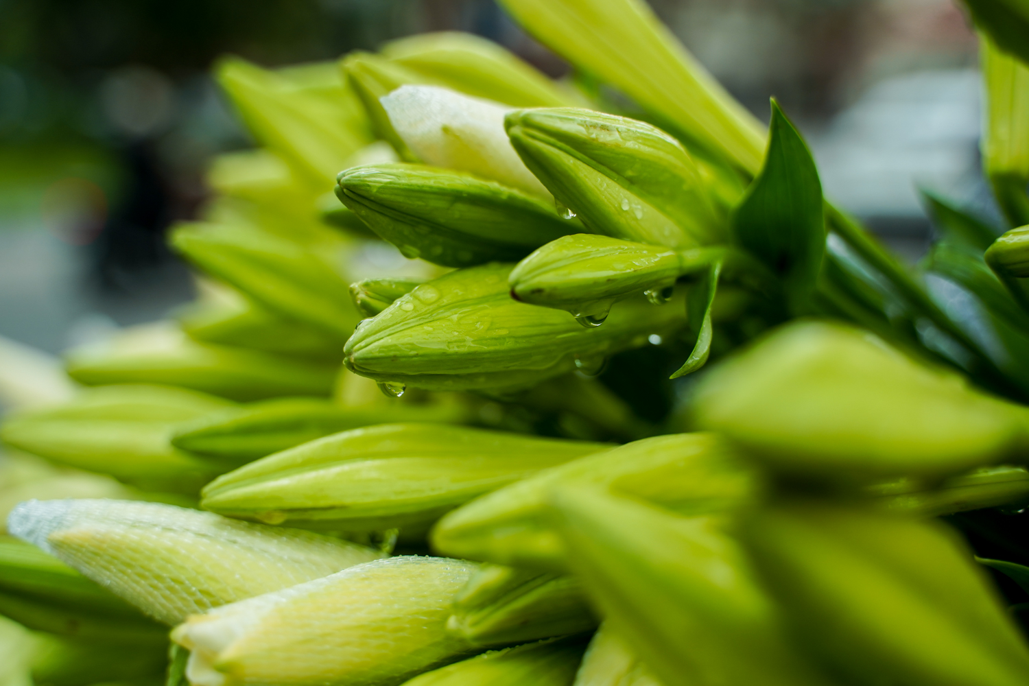 White lilies greet April in Hanoi