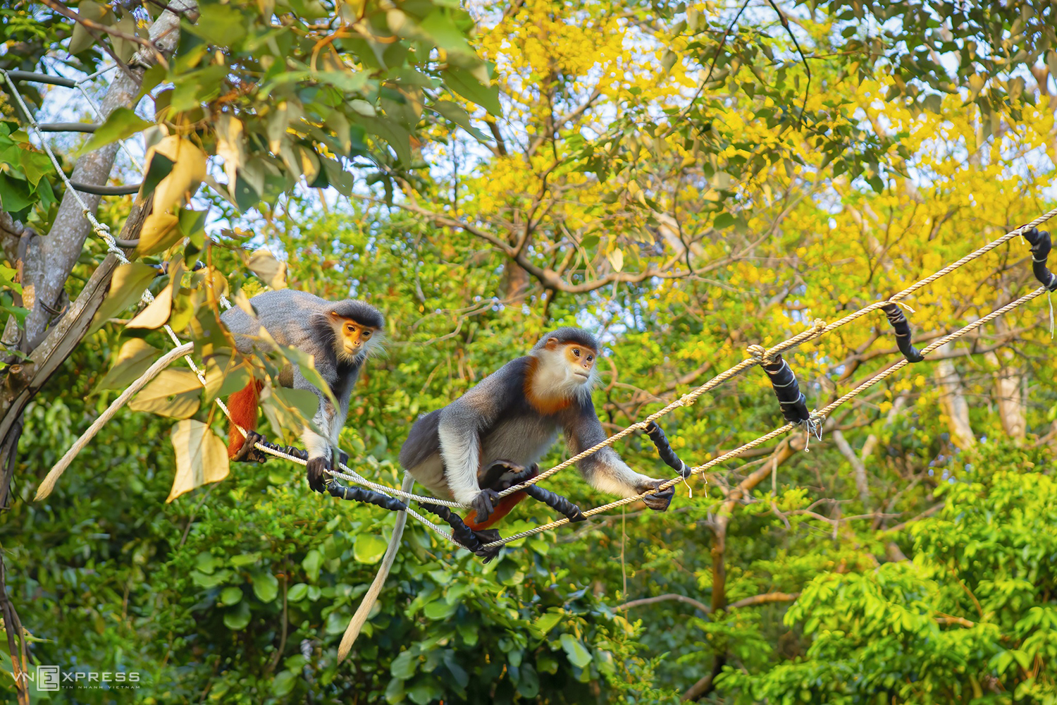 Primates forage in yellow flamboyant forest of Son Tra Peninsula