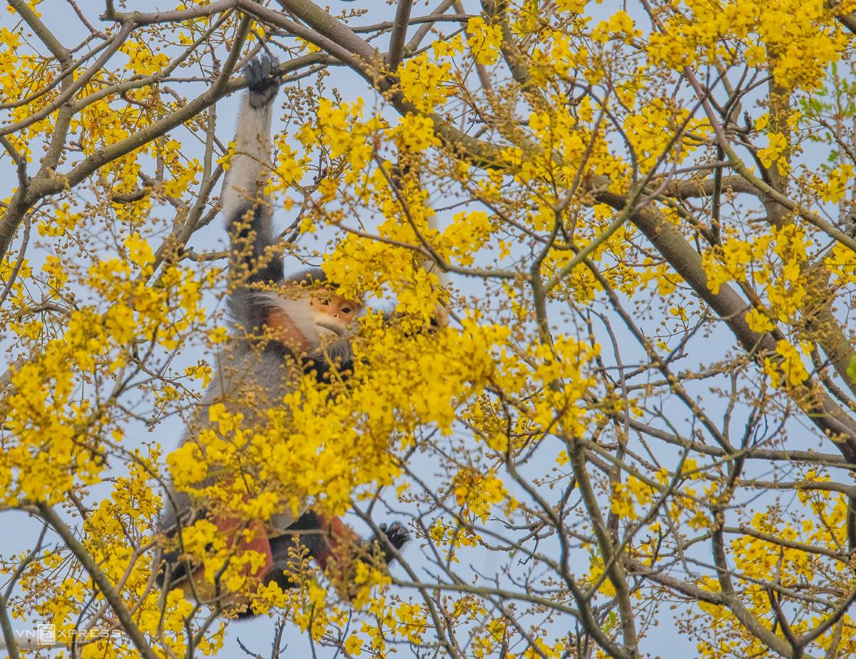 Son Tra Peninsula, Da Nang City, central Vietnam, yellow flamboyant forest, brown-shanked douc langurs