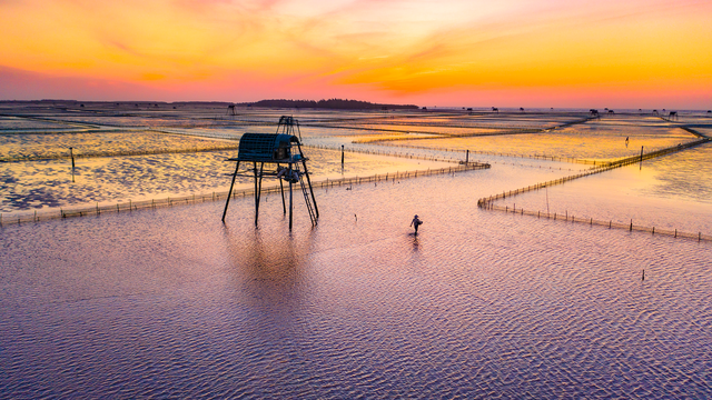 Pure beauty of Thai Binh clam farms