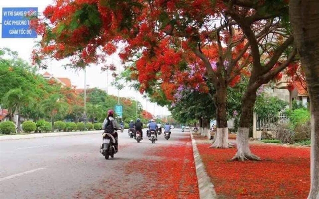 Hải Phòng's Flamboyant Festival to draw tourists