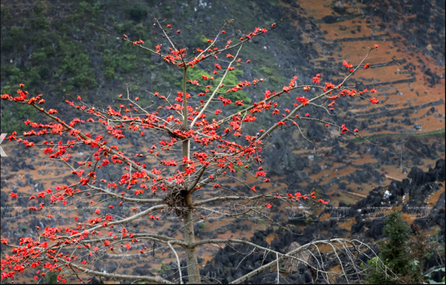 Red silk-cotton flower, plateau, Ha Giang, Vietnam, Vietnamplus