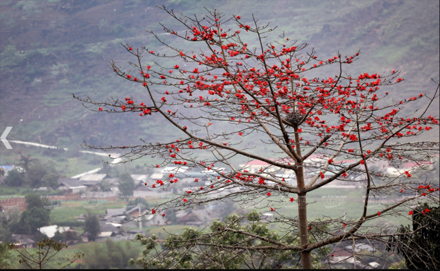 Red silk-cotton flower, plateau, Ha Giang, Vietnam, Vietnamplus