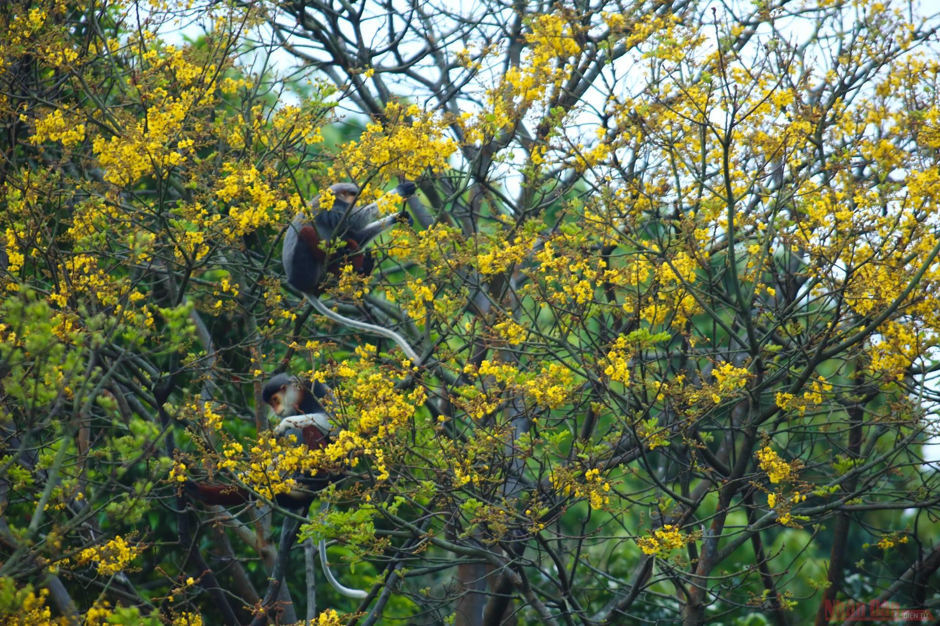 Brown-shanked doucs in yellow-flamboyant forest of Son Tra Peninsula