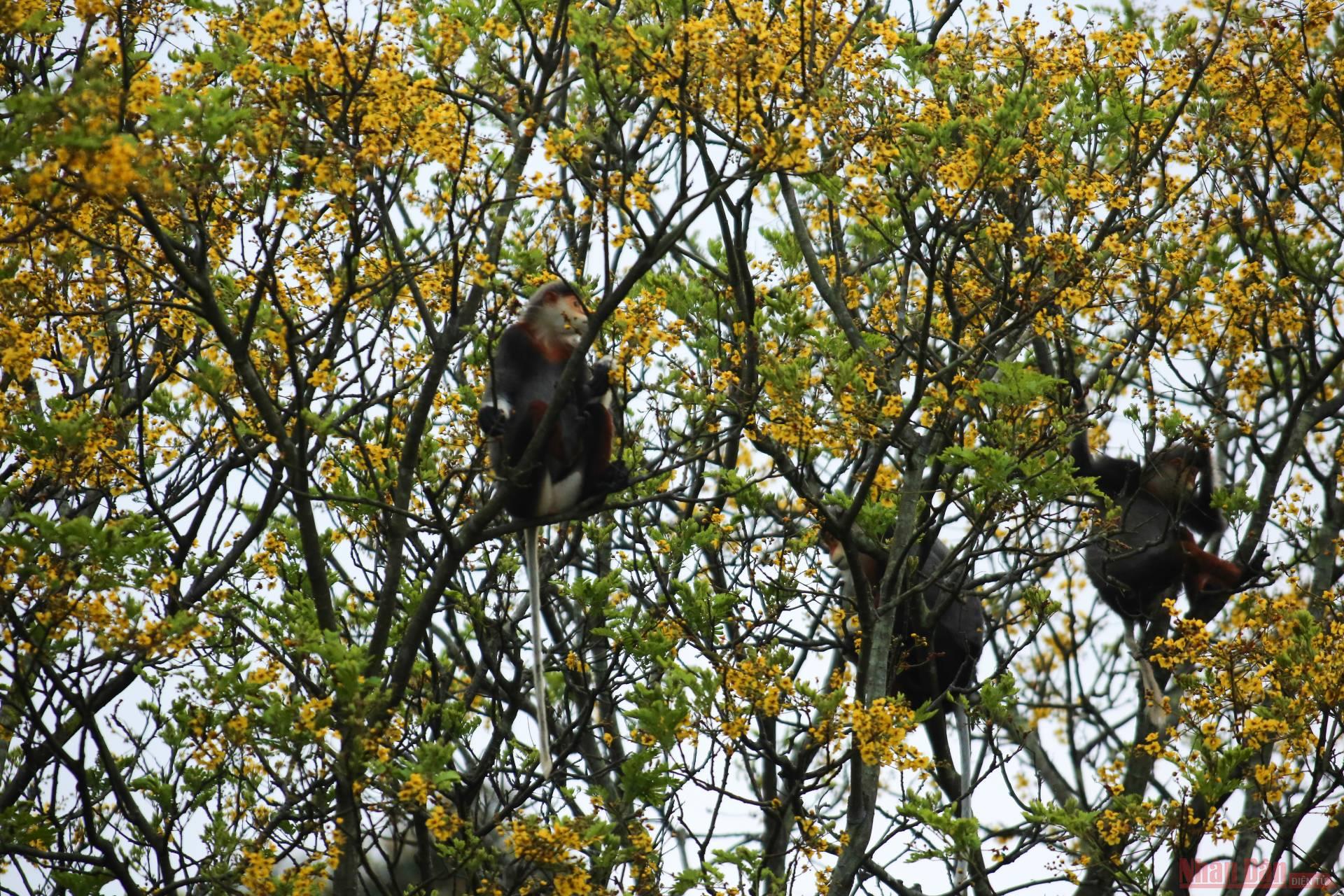 Brown-shanked doucs in yellow-flamboyant forest of Son Tra Peninsula